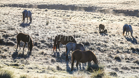 Brumbies28_29Dec25_0004