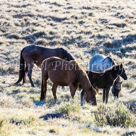 Brumbies28_29Dec25_0002