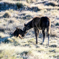 Brumbies28_29Dec25_0009