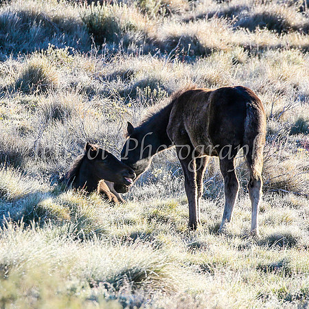 Brumbies28_29Dec25_0009