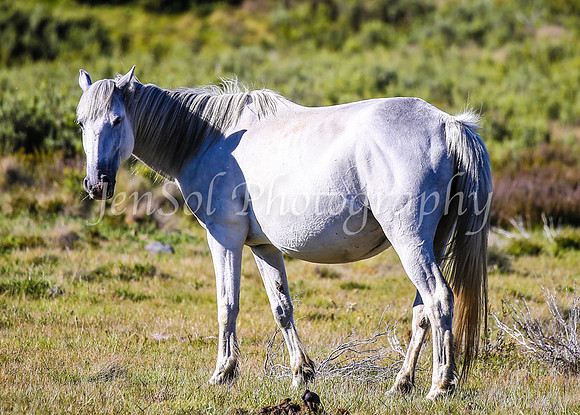 Brumbies28_29Dec25_0063