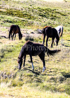 Brumbies28_29Dec25_0056