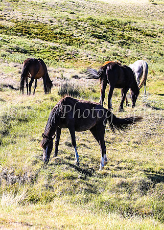 Brumbies28_29Dec25_0056