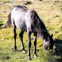 Brumbies28_29Dec25_0070