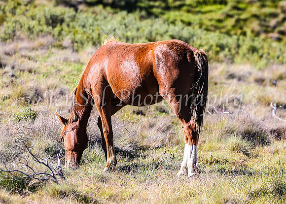 Brumbies28_29Dec25_0071