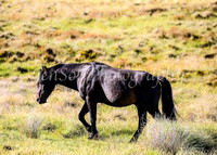 Brumbies28_29Dec25_0077
