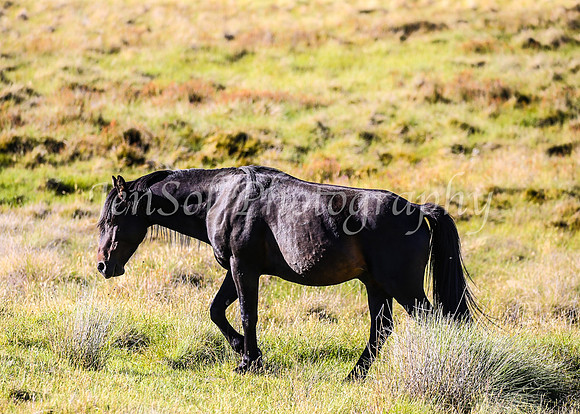 Brumbies28_29Dec25_0077