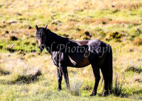 Brumbies28_29Dec25_0080