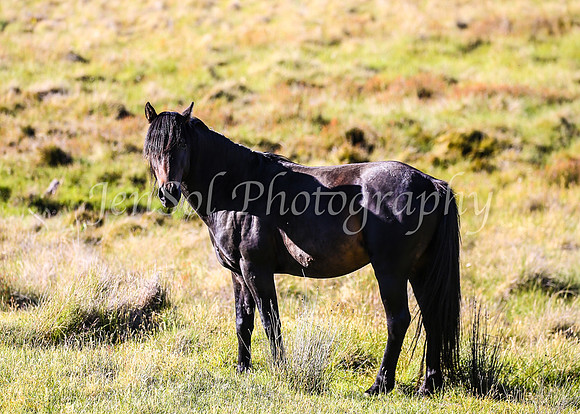 Brumbies28_29Dec25_0080