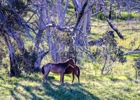 Brumbies28_29Dec25_0087