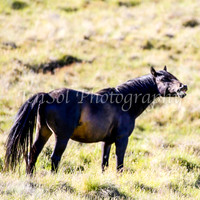 Brumbies28_29Dec25_0098