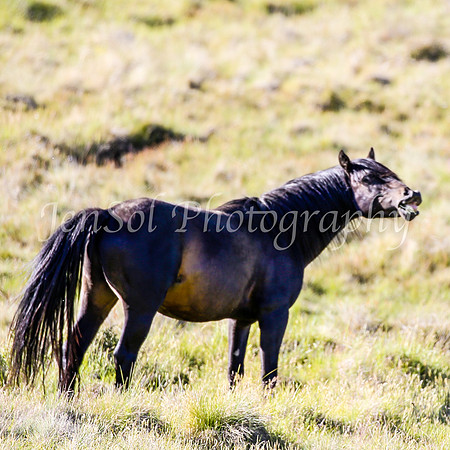 Brumbies28_29Dec25_0098