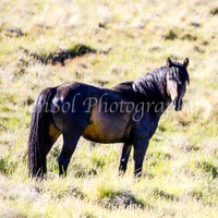 Brumbies28_29Dec25_0100