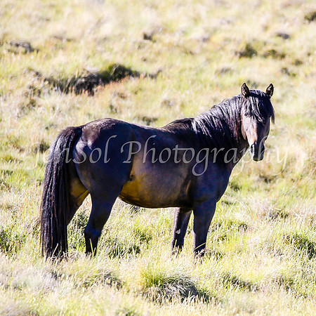 Brumbies28_29Dec25_0100