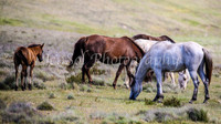 Brumbies29PMDec25_0115