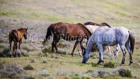 Brumbies29PMDec25_0115