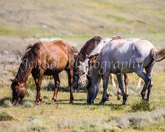 Brumbies29PMDec25_0131
