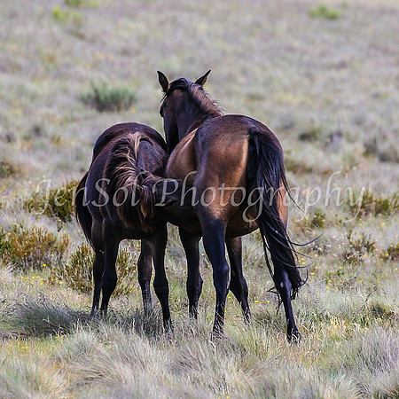 Brumbies29PMDec25_0119