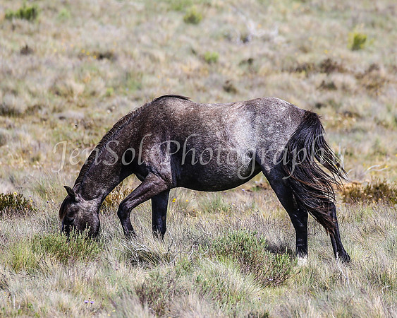 Brumbies29PMDec25_0127