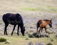 Brumbies29PMDec25_0117