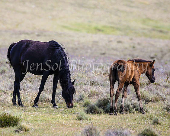 Brumbies29PMDec25_0117
