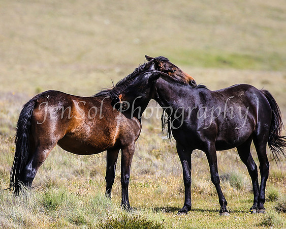 Brumbies29PMDec25_0136