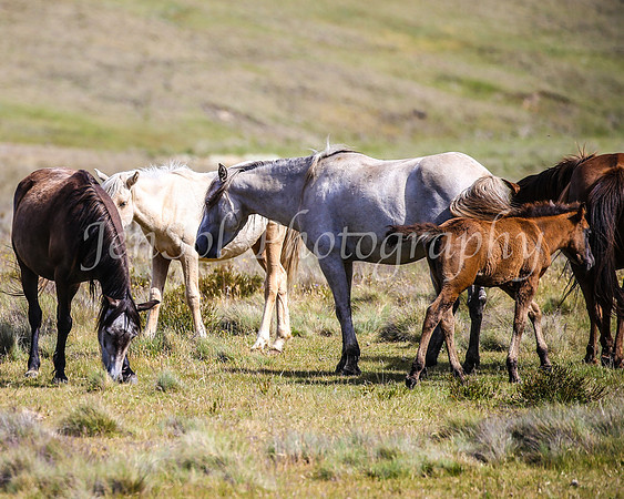Brumbies29PMDec25_0140
