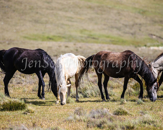 Brumbies29PMDec25_0145