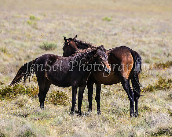 Brumbies29PMDec25_0146