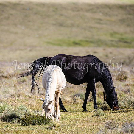 Brumbies29PMDec25_0151