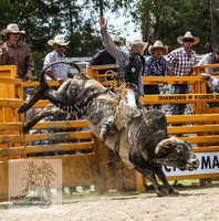 Steers N Bulls