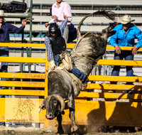 Steers N Bulls
