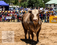 JindabyneRodeo2012_0245