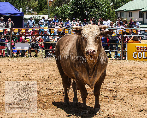 JindabyneRodeo2012_0245