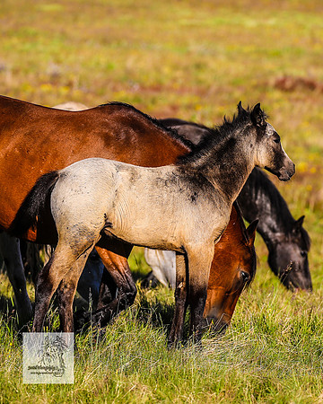 Brumbies30122021pm_0264