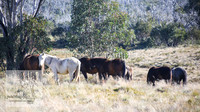 Brumbies26Apr26_0007