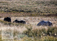 Brumbies26Apr26_0011