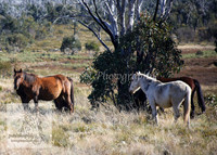 Brumbies26Apr26_0008