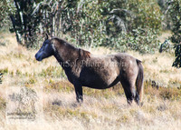 Brumbies26Apr26_0024