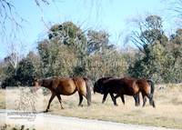 Brumbies26Apr26_0021