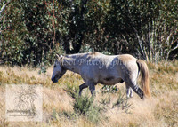Brumbies26Apr26_0029