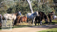 Brumbies26Apr26_0034