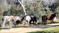 Brumbies26Apr26_0045