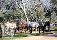 Brumbies26Apr26_0041