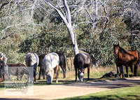 Brumbies26Apr26_0048
