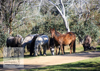 Brumbies26Apr26_0051