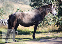 Brumbies26Apr26_0059