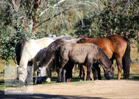 Brumbies26Apr26_0054