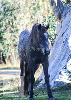 Brumbies26Apr26_0072