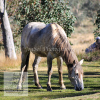 Brumbies26Apr26_0060